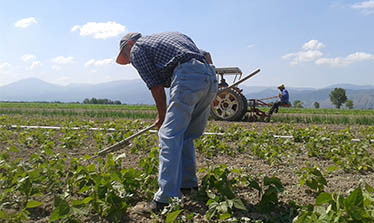 Orto di Marziana